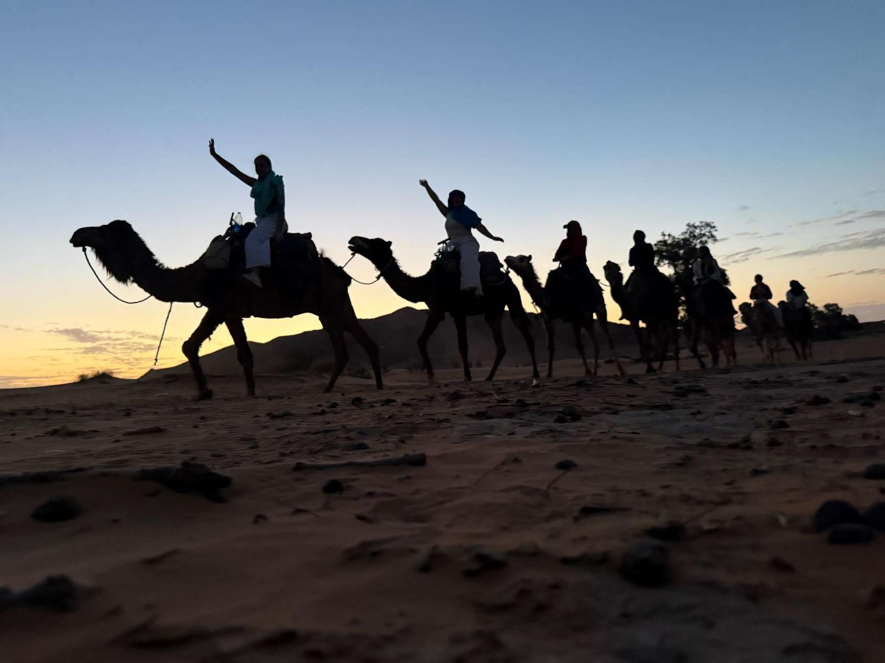 Caravana de dromedaris a les dunes del Sàhara a la posta de sol