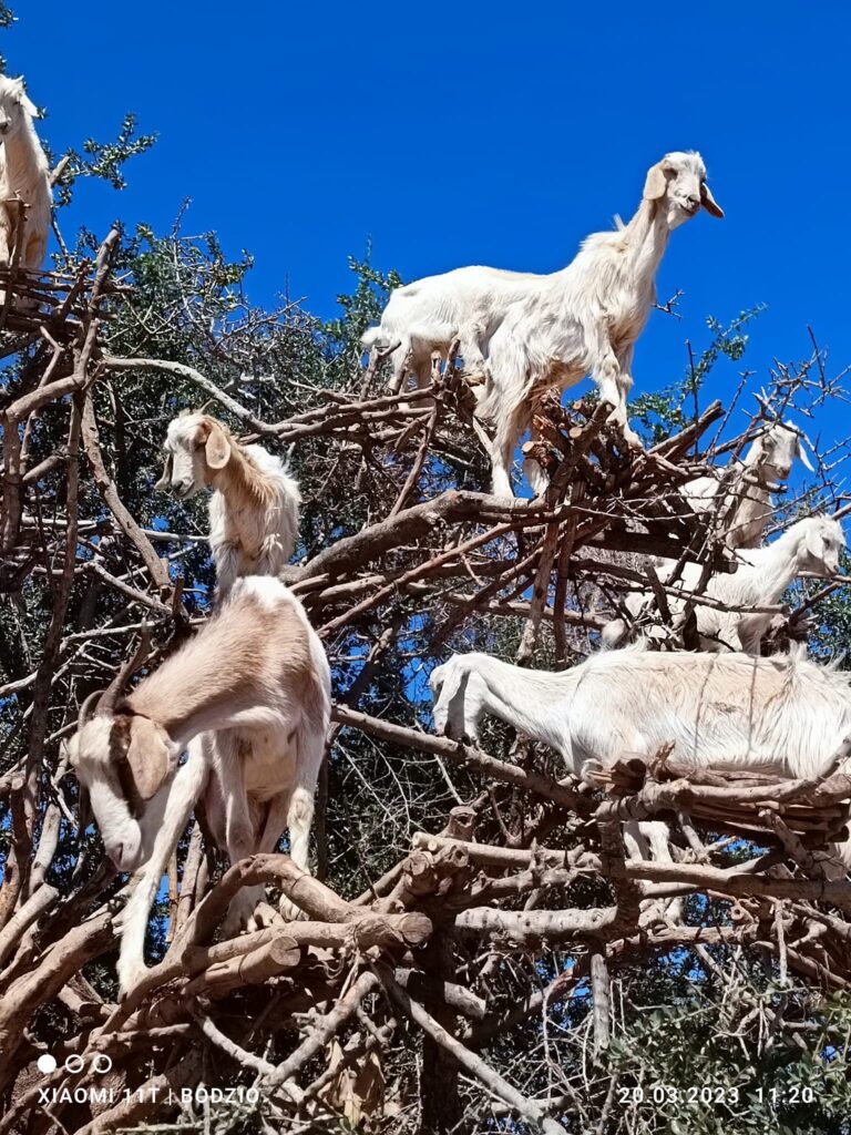 Excursió a Essaouira des de Marràqueix